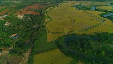 金黄色的稻田丰收乡村田野河流植被美景航拍视频的预览图